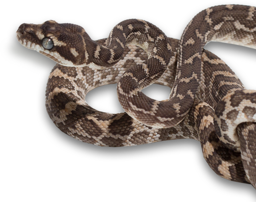 Morelia carinata - Rough Scaled Python