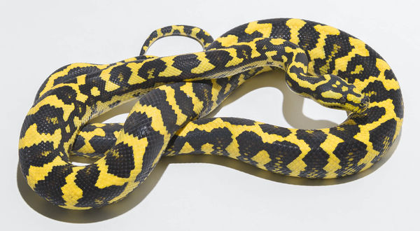 Morelia spilota cheynei - Jungle Carpet Python