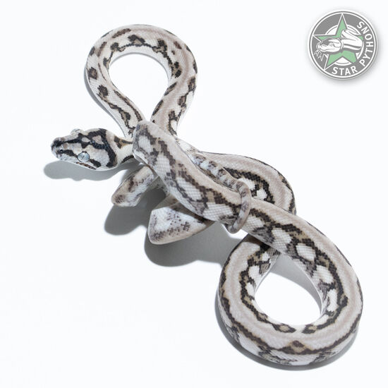 Hypo Axanthic (Ghost) Jaguar 66% het Albino male Hypo Axanthic (Ghost) Jaguar 66% het Albino male