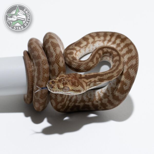 Hypo Caramel Zebra het Axanthic female