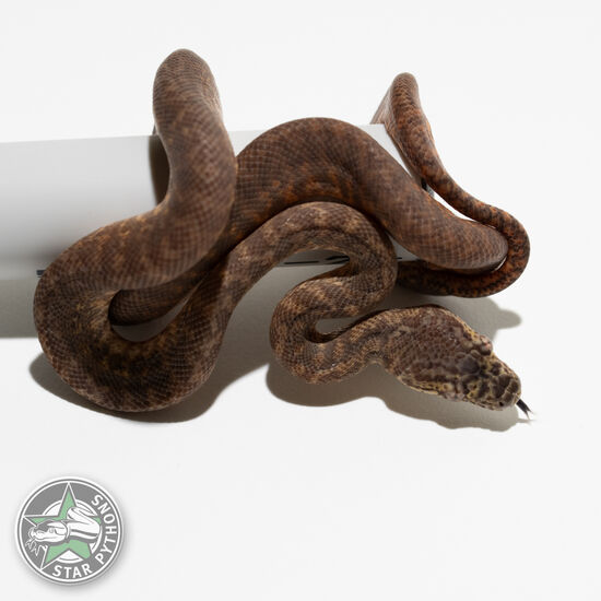 Granite het Albino female